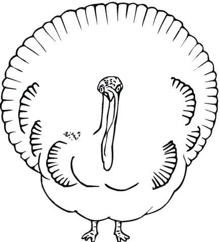 Turkey Looks Like Peacock Coloring Page